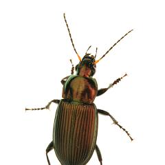 MYN Ground Beetle - Poecilus cupreus 